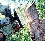 Best Commercial Tree Services  in Daphne, AL