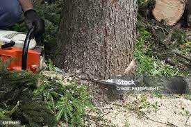 Best Tree Removal  in Daphne, AL