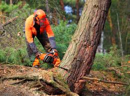 Best Stump Grinding and Removal  in Daphne, AL