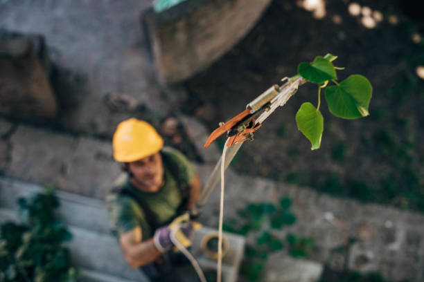 Lawn Watering Services in Daphne, AL