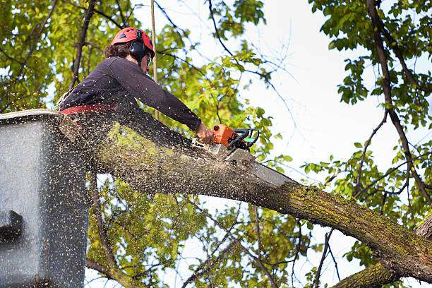 Best Emergency Tree Removal  in Daphne, AL
